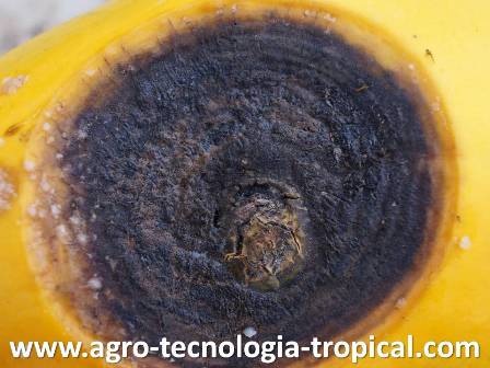 La antracnosis produce esporas que parece polvo negro que vuela con el viento